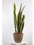 Peygamber Kılıcı Sansevieria Trifasciata 1