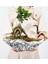 Çapar Bs Saksıda Ficus Gienseng Bonsai 1