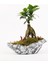 Çapar Bs Saksıda Ficus Gienseng Bonsai 2