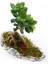 Çapar Bs Saksıda Ficus Gienseng Bonsai 3