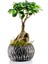 Lamina Siyah Ficus Bonsai 1