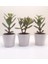 Para Çiçeği 3'lü Crassula Ovata Sukulent 1