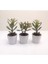 Para Çiçeği 3'lü Crassula Ovata Sukulent 2