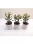 Para Çiçeği 3'lü Crassula Ovata Sukulent 3