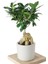 Ficus Ginseng (Bonsai Ağacı) 1