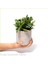 Seramik Saksıda Para Ağacı Bereket Ağacı Crassula Ovata 01 1