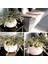Afra Para Ağacı Dekoratif Saksıda Bonsai 1