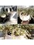 Afra Para Ağacı Dekoratif Saksıda Bonsai 2