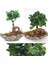 Dekoratif Kayık Saksıda Ficus Ginseng Bonsai 1