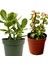 2 Tür Para Ağacı Crassula Ovata+Yeşim Ağacı 1
