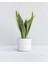 Seramik Saksılı Paşa Kılıcı Sansevieria 1