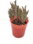 Kalanchoe Daigremontiana - Aşkın Gözyaşı Çiçeği 1
