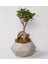 Beton Saksıda Ficus Ginseng Bonsai 1