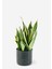 Seramik Saksılı Çok Köklü Paşa Kılıcı Sansevieria 1