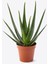 Aloe Vera 1