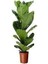 Ficus Lyrata (Keman Yapraklı Kauçuk ) Tek Köklü 1