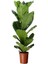 Ficus Lyrata (Keman Yapraklı Kauçuk ) Tek Köklü 3