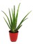 Aloevera Bitkisi Yüksek Kalite Yeni Seri 1