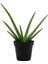 Aloe Vera Bitkisi 1