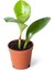 Peperomia Obtipan Yeşil Bitki 1