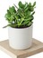 5 Adet Crassula Ovata Şans Para Çiçeği Şık Dekoratif Saksıda 3