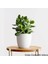 Para Çiçeği Bonsai Bereket Ağacı Crassula Ovata 01 1