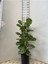 Ficus Lyrata Bambino, Keman Kauçuğu 3x1 130-140 cm BAMBINO3X1 1