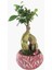 Ficus Ginseng Bonsai & Kırmızı Vane Beton Saksıda Canlı Çiçek 1