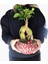 Ficus Ginseng Bonsai & Kırmızı Vane Beton Saksıda Canlı Çiçek 2