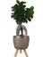 Gold Damla Saksıda Ficus Ginseng Bonsai 1