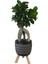 Siyah Damla Saksıda Ficus Ginseng Bonsai 1