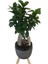 Siyah Damla Saksıda Ficus Ginseng Bonsai 2