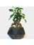 Ficus Ginseng Bonsai & Siyah Geometrik Beton Saksıda Canlı 1