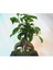 Ficus Ginseng Bonsai & Siyah Geometrik Beton Saksıda Canlı 3