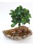 Ağaç Kabuğu Beton Saksıda Bonsai 2