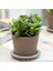 Para Ağacı Bereket, İyi Şans ve Para Çiçeği Crassula Ovata 1
