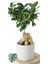 Ficus Ginseng (Bonsai Ağacı) 1