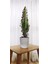 Süt Ağacı Euphorbia Trigona 60 cm Dekoratif Saksıda 1