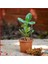 Crassula Ovata Para Çiçeği Şans Çiçeği 1