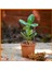 Crassula Ovata Para Çiçeği Şans Çiçeği 1