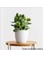 Para Çiçeği Bereket Ağacı Crassula Ovata 1
