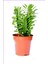 Euphorbia Trigona Süt Ağacı 8.5 cm Kampanya 1
