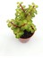 Portulacaria Afra Variegata Sukulent - 5.5 cm Saksıda 1