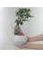 Ficus Ginseng Bonsai & Beyaz Geometrik Beton Saksıda Canlı 1
