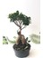 Bitki Dünyam Bonsai Ficus Ginseng 1000GR Gövde 2