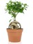 Ficus Gingseng Bonsai Ağacı Saksı Çapı Boyu 30-45 cm 1
