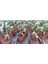Ficus Gingseng Bonsai Ağacı Saksı Çapı Boyu 30-45 cm 2