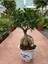 Ficus Microcarpa Ginseng Bonsai Orta Boy 1