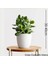 Para Ağacı Bereket, İyi Şans ve Para Çiçeği Crassula Ovata 01 1