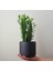 Süt Ağacı Dekoratif Saksıda Euphorbia Trigona 1